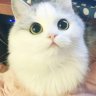 Апесинка:3