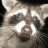 Timon_black
