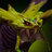 King_Kyt